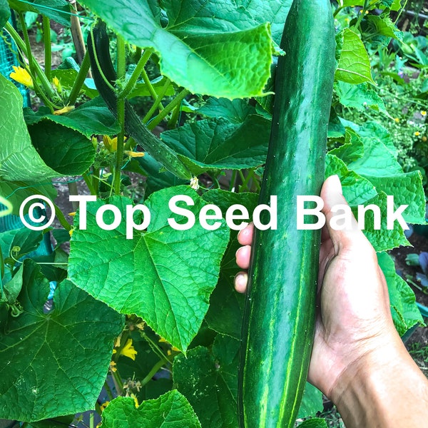 15+ Long Japanese Cucumber seeds, 18“ Fruit, Mild Taste, Minimal Seeds + Free GIFT | Heirloom, Organic| Top Seed Bank