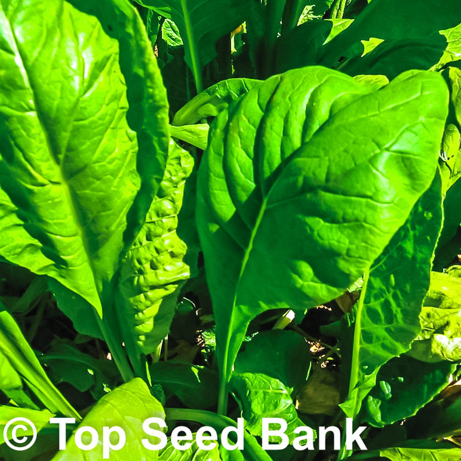 250 Tendergreen MustardSpinach seeds 35 days Free GIFT Etsy