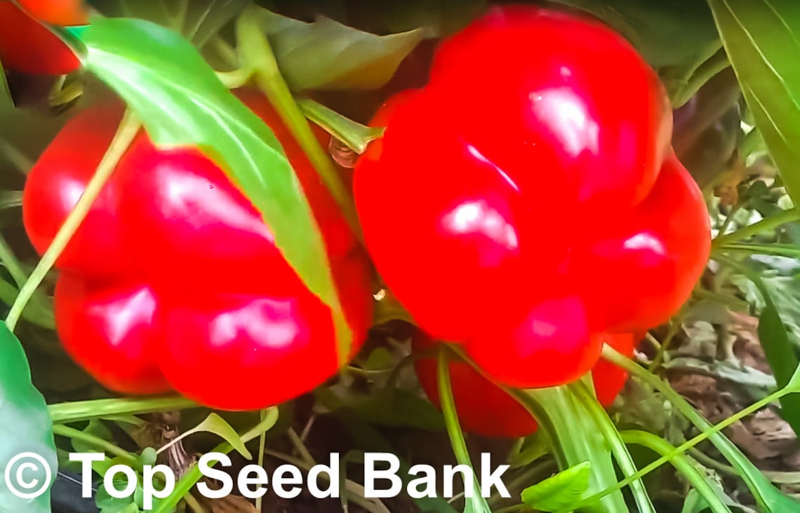 25 Bull Nose Sweet Bell Pepper seeds Large Sweet Spanish Etsy