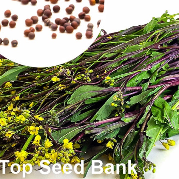 100+ Purple Kosaitai seeds, hon tsai tai, cải ngồng tím + Free GIFT | Non-GMO, Organic| Top Seed Bank