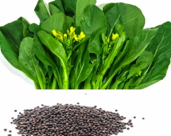 200+ Yellow flower Gai lan seeds, Kai-lan, Chinese Kale, Chinese broccoli, 45 days + Free GIFT | Top Seed Bank