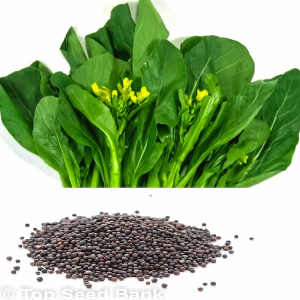 200+ Yellow flower Gai lan seeds, Kai-lan, Chinese Kale, Chinese broccoli, 45 days + Free GIFT | Top Seed Bank