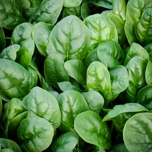 100+ Carmel Hybrid Spinach seeds, quick-growing, 25 days+ Free GIFT | Organic | Top Seed Bank