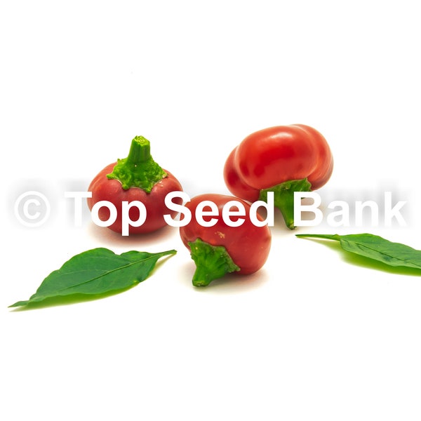 10+ Red Hot Cherry Pepper seeds, Popular in Italia + Free GIFT | Heirloom, Organic| Top Seed Bank