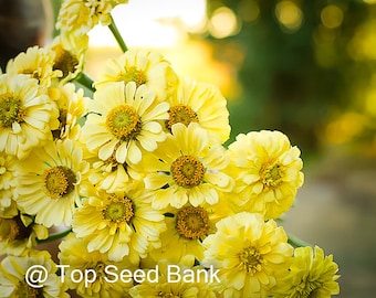 50+ Zinnia, Isabellina Flower seeds, Cream-yellow Zinnia Elegans + Free GIFT | Organic| Top Seed Bank