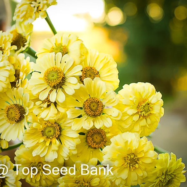 50+ Zinnia, Isabellina Flower seeds, Cream-yellow Zinnia Elegans + Free GIFT | Organic| Top Seed Bank