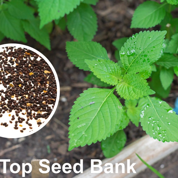 150+ Vietnamese Balm seeds, Kinh Giới, Elsholtzia ciliate, Cockscomb Mint + Free GIFT | Non-GMO, Organic| Top Seed Bank