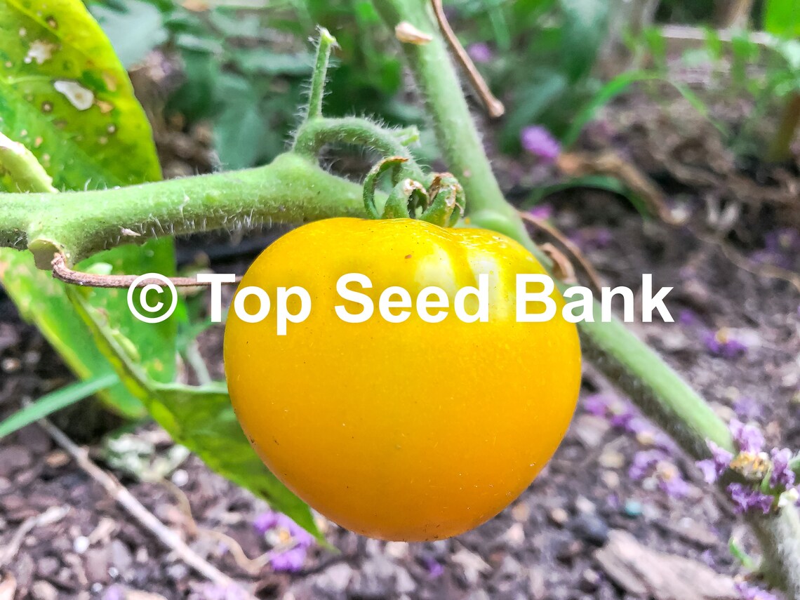 10 Lemon Boy Tomato Seeds Indeterminate Tomato Free GIFT Etsy