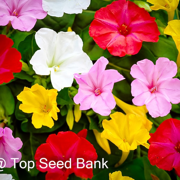 15+ Four O’clock Mixed Colors seeds, Marvel of Peru, Cottage Garden + Free GIFT | Organic | Top Seed Bank