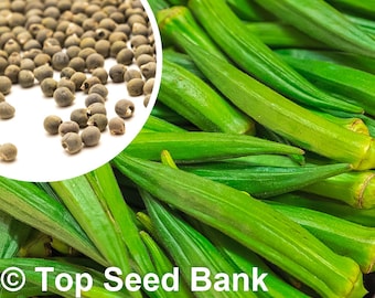 10+ Okra, Long Green Pod seeds, Perkins Okra + Free GIFT | Heirloom | Top Seed Bank