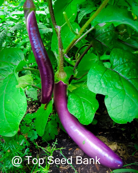 eggplantページ 2020216000000_3_460x@2x.jpg?v=