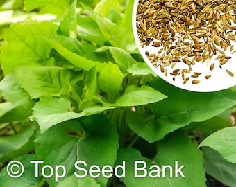 15+ Korea  Chwinamul seeds,  Aster Scaber, 취나물, Doellingeria scabra + Free GIFT | Non-GMO | Top Seed Bank