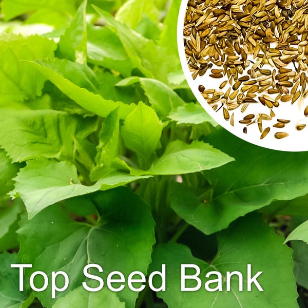 15+ Korea  Chwinamul seeds,  Aster Scaber, 취나물, Doellingeria scabra + Free GIFT | Non-GMO | Top Seed Bank