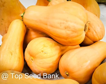 5+ Seminole pumpkin seeds, heat tolerant, Florida native squash + Free GIFT | Heirloom | Top Seed Bank