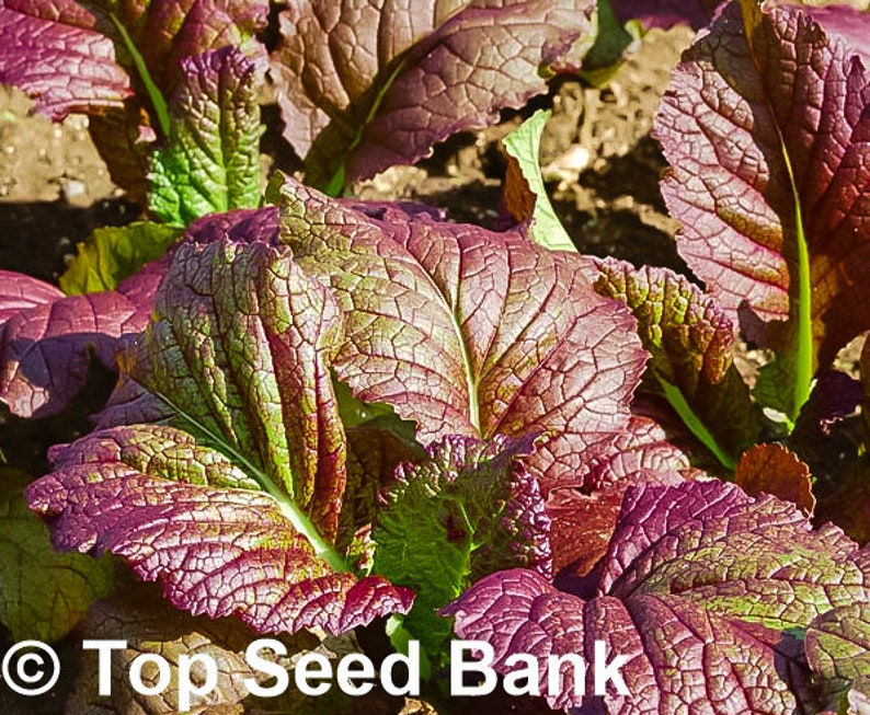 200+ Mustard Japanese Giant Red seeds Non-GMO Free GIFT Heat and Cold Tolerant Organic| Top Seed Bank