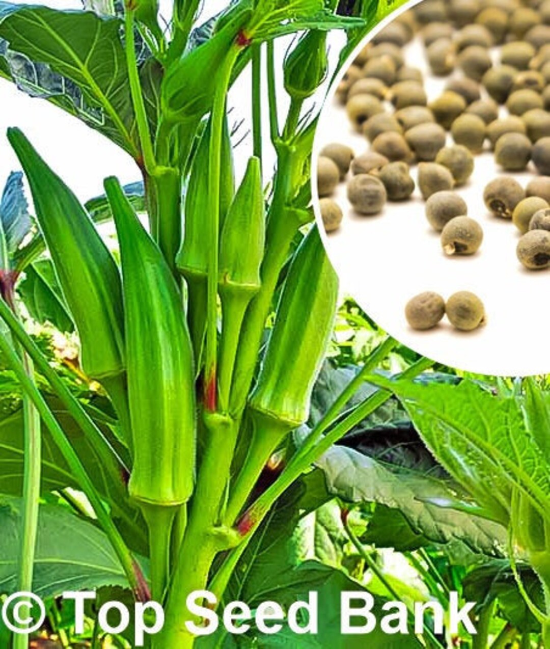 10 Dwarf Okra, Long Pod Seeds Free GIFT Nongmo, Heat Tolerant, Green