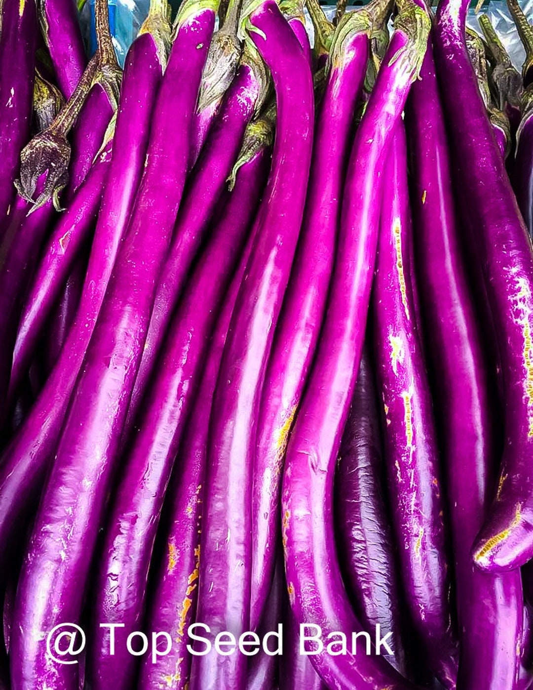 10+ Chinese String Eggplant, Long, Thin and Very Slender +