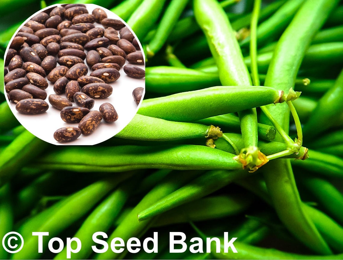 20 Top Crop Bush Bean Seeds Disease Resistant 50 Days Etsy