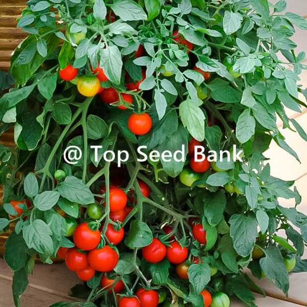 8+ Tumbling Tom Red Tomato seeds, cascading, hanging basket tomatoes + Free GIFT | Organic| Top Seed Bank