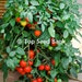 see more listings in the Tomatoes section