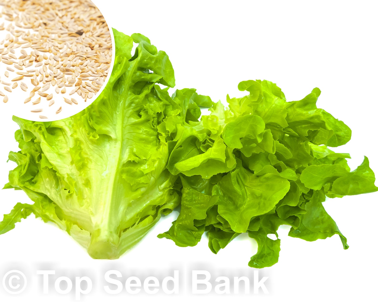 150 Oak Leaf Lettuce Seeds Heat Tolerant Disease Resistance Etsy