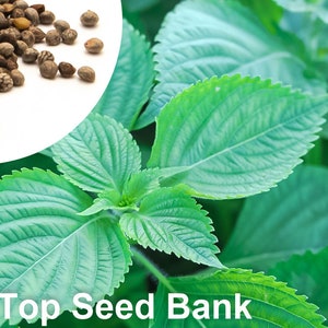 50+ Korean Sesame Leaves seeds, Perilla Frutescens + Free GIFT | Non-GMO, Heirloom | Top Seed Bank