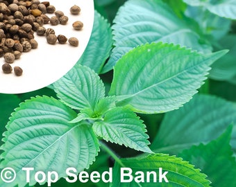 50+ Korean Sesame Leaves seeds, Perilla Frutescens + Free GIFT | Non-GMO, Heirloom | Top Seed Bank