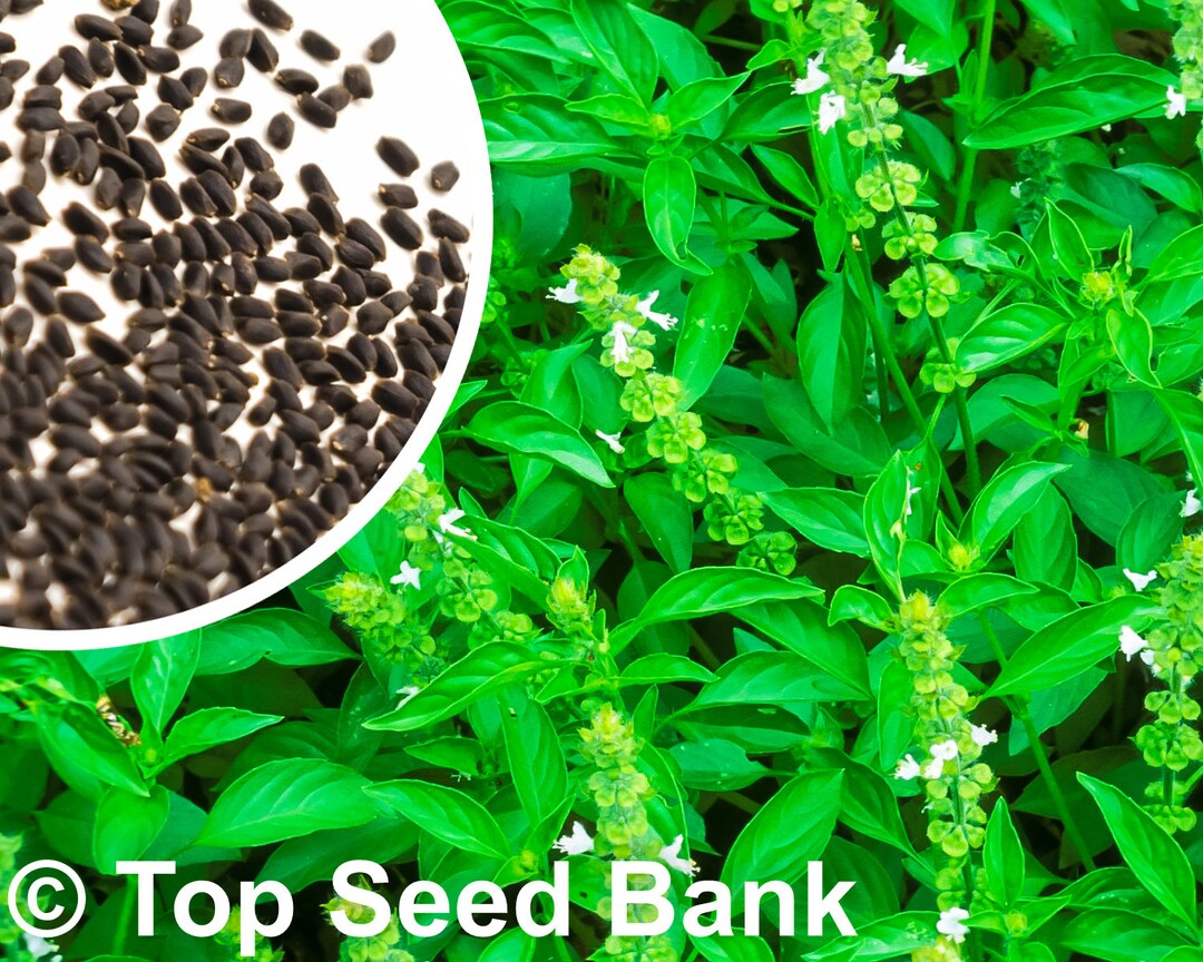 100 Lime Basil Seeds, Húng Quế Trắng Free GIFT Nongmo, Heirloom Top