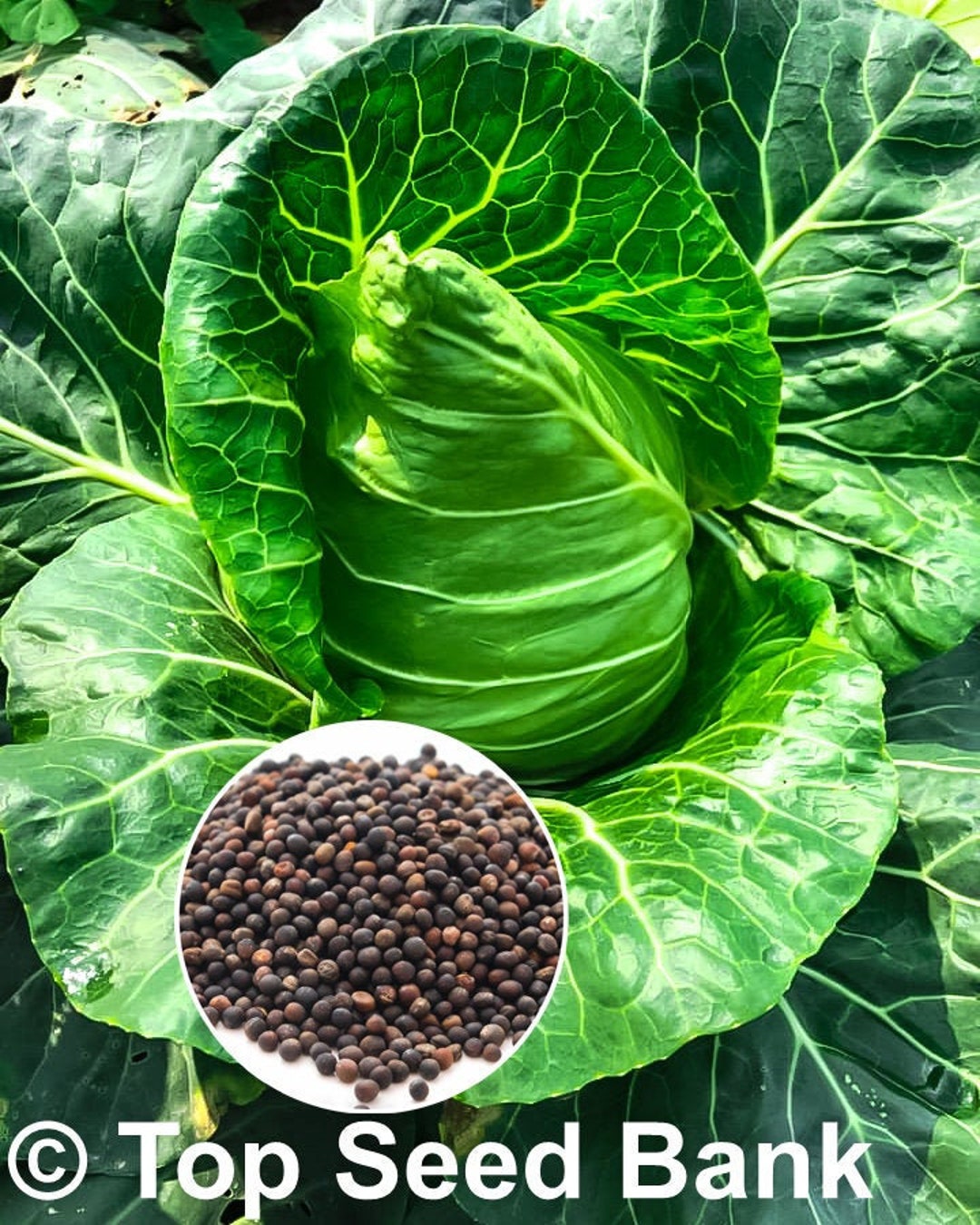 50 Oxheart Cabbage, Cour Di Bue Seeds, Early, 60 Days Free GIFT Top