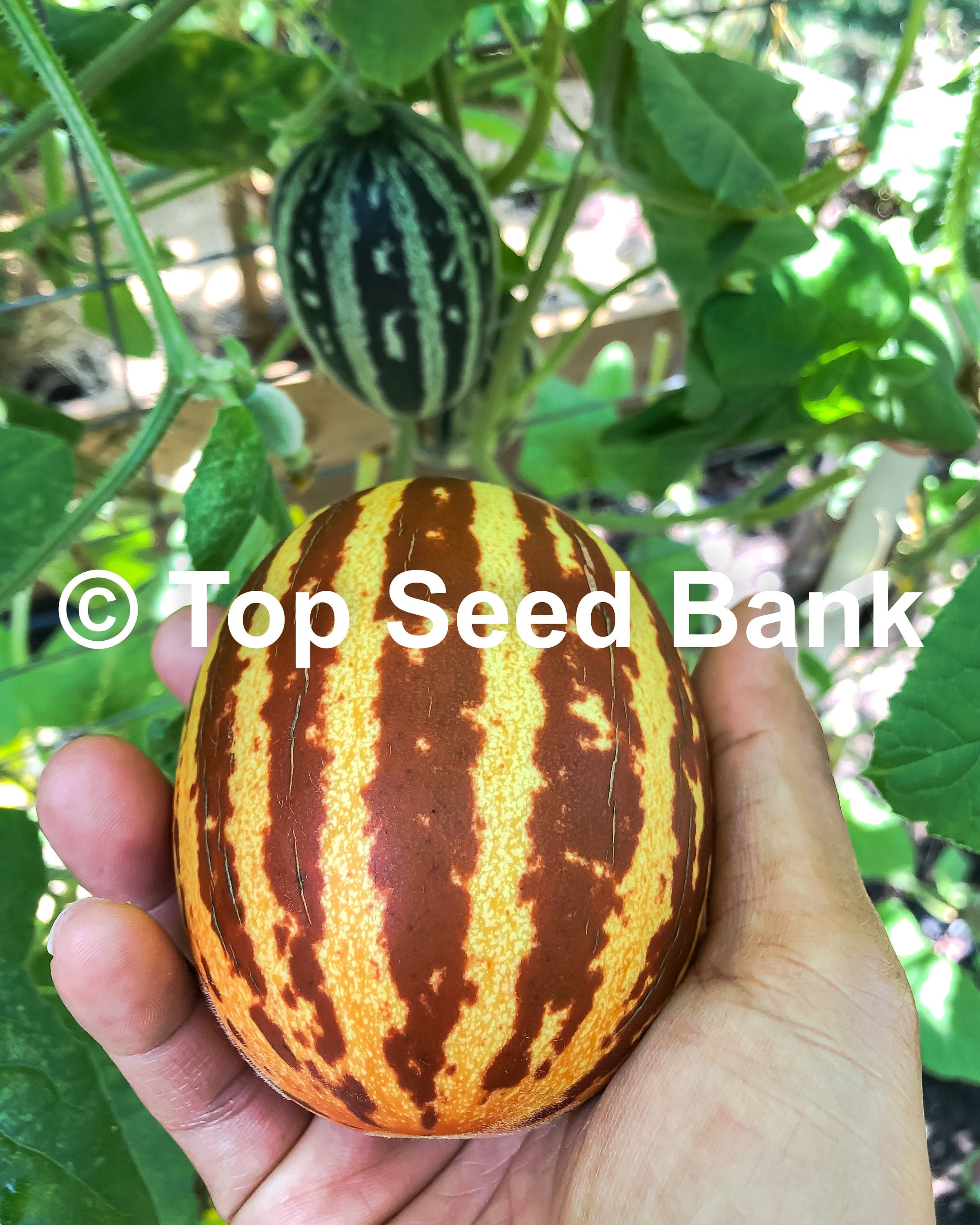 10 Rich Sweetness 132 Melon Seeds Russian Striped Melon Etsy