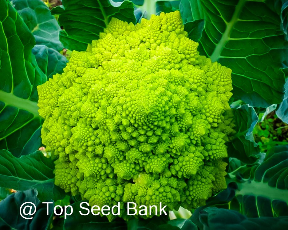 Broccoflower - Etsy