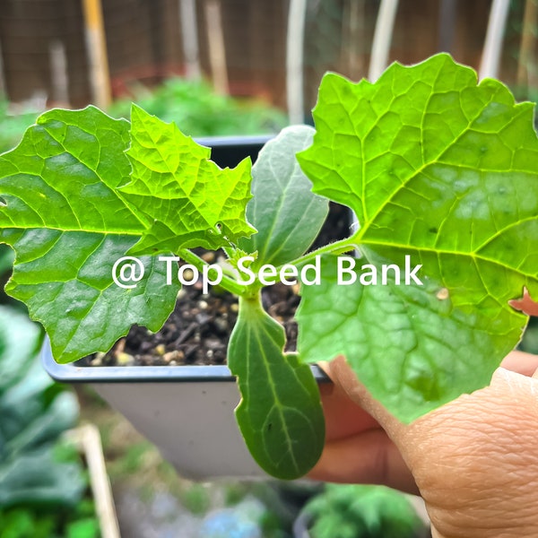 2 Live Plants – Edible luffa, Asian sponge gourd + Free GIFT | Heirloom, Organic | Top Seed Bank