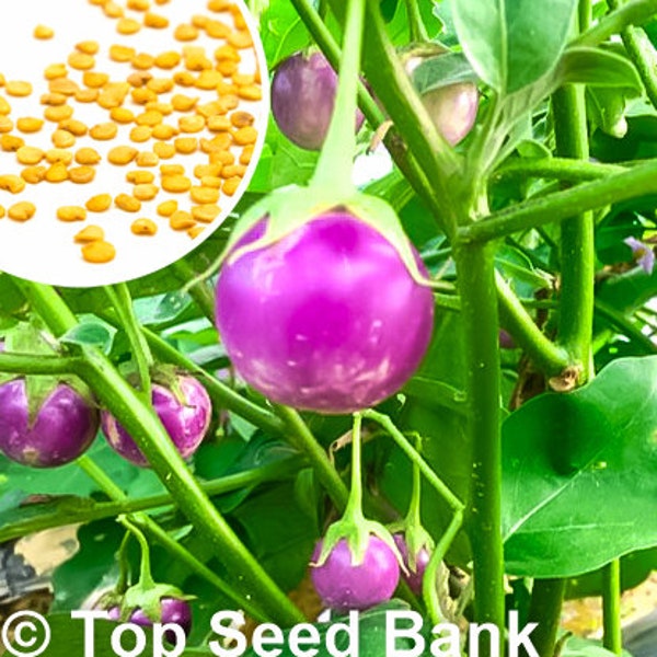 15+ Small Round Purple Eggplant seeds, Baby Eggplants, Indian Eggplant + Free GIFT | Non-GMO, Organic| Top Seed Bank