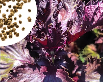 50+ Red Shiso seeds, Purple Japanese Perilla frutescens, Beefsteak plant + Free GIFT | Non-GMO, Heat Tolerant | Top Seed Bank
