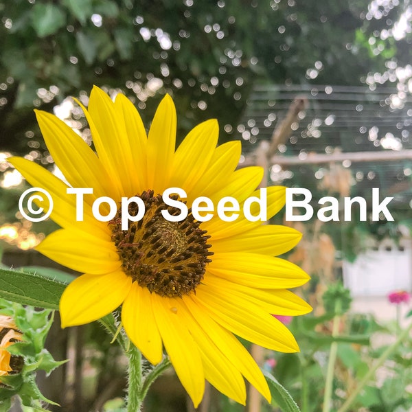 20+ Texas Wild Sunflower seeds, Helianthus annuus, Native + Free GIFT | Heirloom, Organic| Top Seed Bank