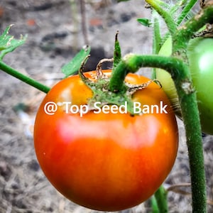4th of july tomato seeds