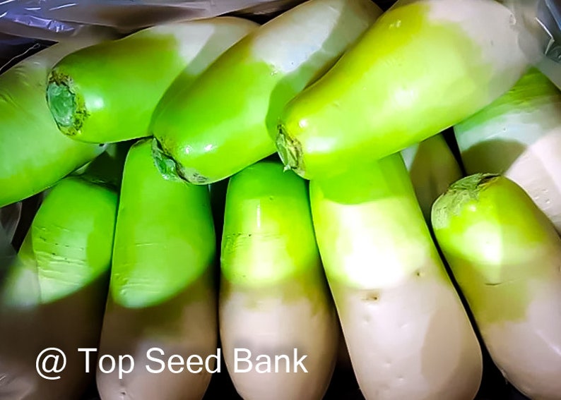100 Cheong Du Korean Radish Seeds Green Head Free GIFT Etsy