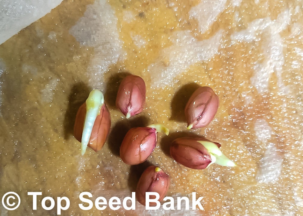20 Peanut Seeds Raw Uncooked Ready for Planting 105 Days Etsy
