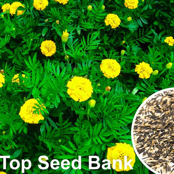 50+ Marigold, Petite Yellow seeds + Free GIFT | Non-GMO, Dwarf, Heat Tolerant, Easy to Grow | Top Seed Bank