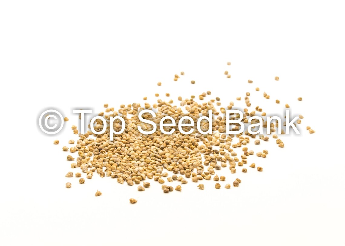 100 Okame Spinach Seeds Japanese Green Arrowhead Spinach Etsy