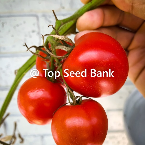 marchfourth ticket tomato july 4