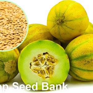 20+ Israel Cantaloupe (Ogen) seeds,75 days + Free GIFT | Super Sweet, Container Friendly | Top Seed Bank