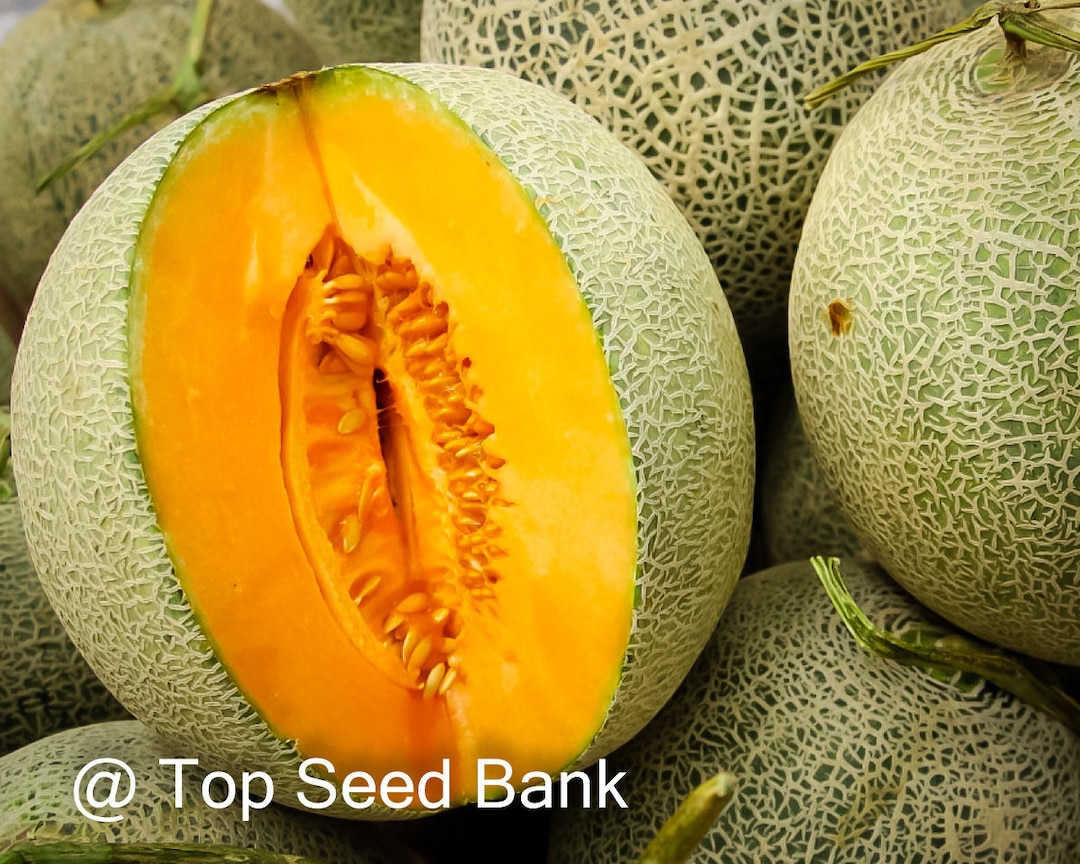 15 Hales Best Melon Seeds, Hales Best Jumbo Cantaloupe, Muskmelon Free