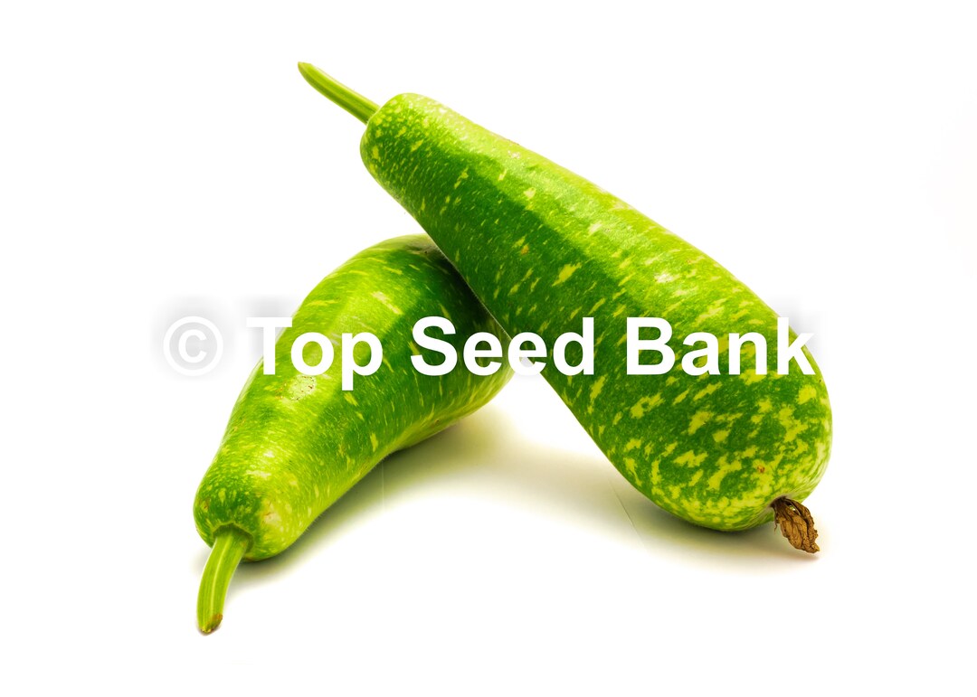 10 Edible Opo Squash or Calabash Gourd Long Melon, Lagenaria Siceraria