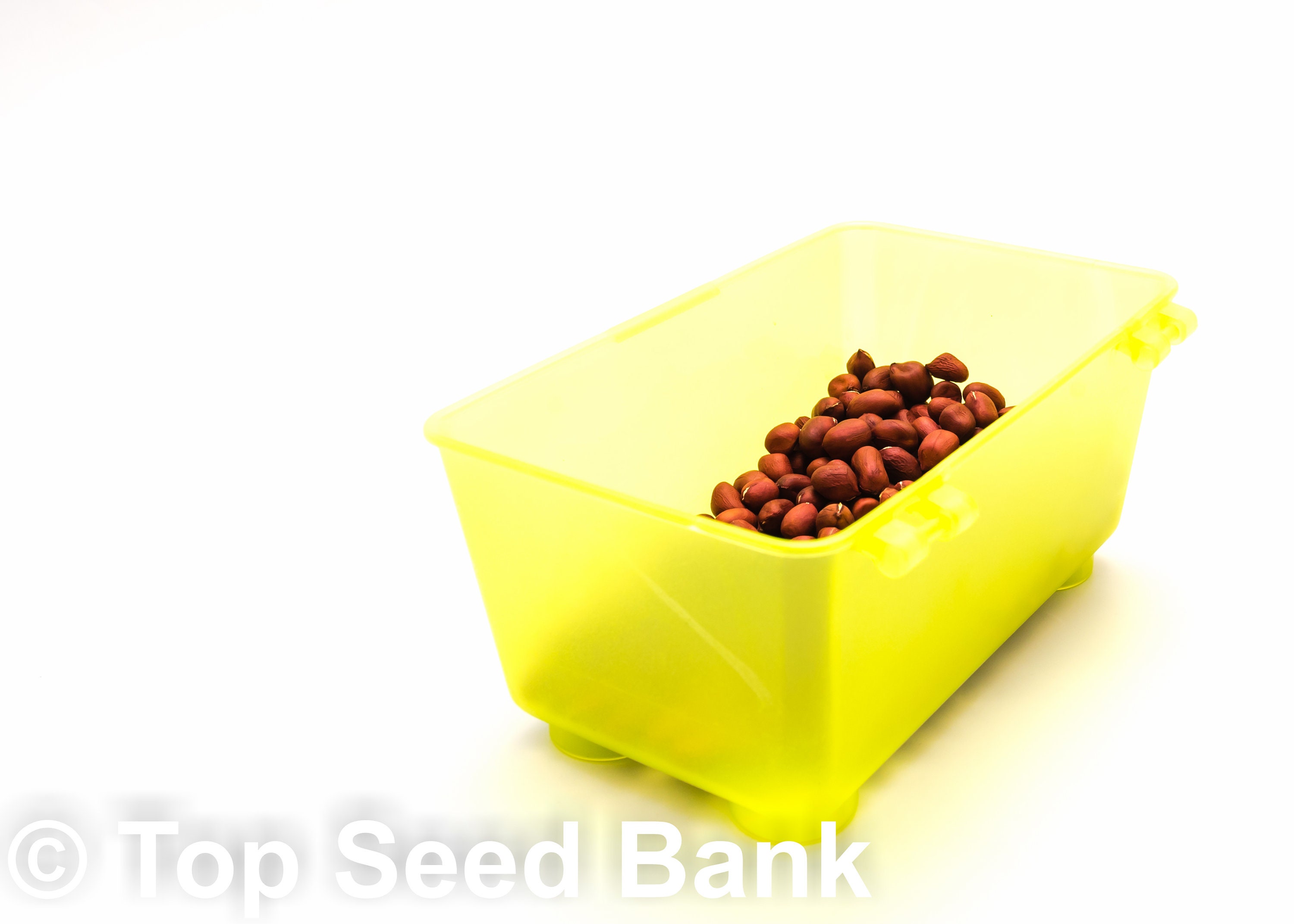 20 Peanut Seeds Raw Uncooked Ready for Planting 105 Days Etsy