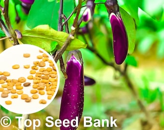 20+ Long Purple Eggplant seeds, Japanese Heirloom + Free GIFT | Non-GMO, Organic, Container Friendly | Top Seed Bank