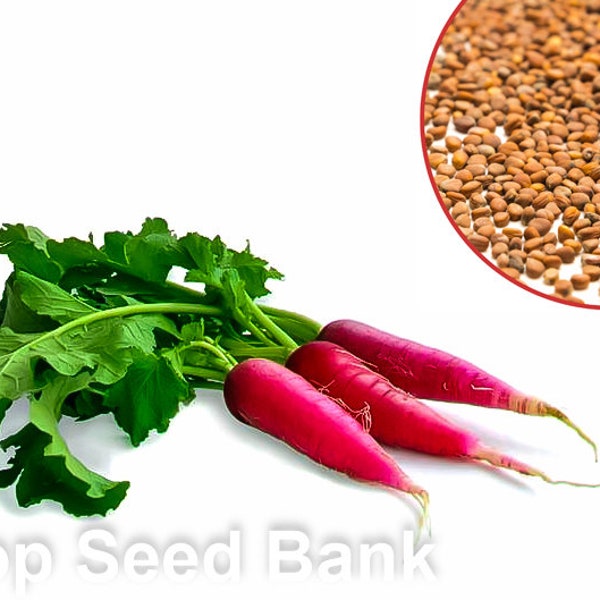 220+ China Rose Radish seeds, Fast Growing, Cold Tolerant + Free GIFT | Non-GMO, Organic, Open-pollinated | Top Seed Bank
