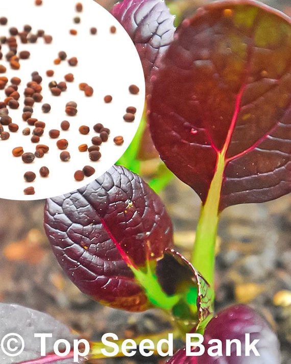 200+ Mustard Japanese Giant Red seeds Non-GMO Free GIFT Heat and Cold Tolerant Organic| Top Seed Bank