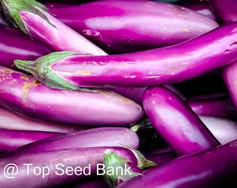 eggplantページ 61vuBc4kKnL._UF350,350_QL50_.jpg