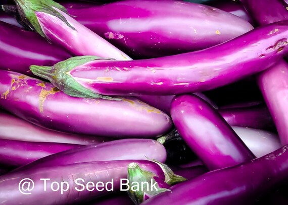 10+ Chinese String Eggplant, Long, Thin and Very Slender +
